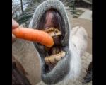 عکس/ هویج خوردن الاغ در باغ وحش