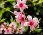 عکس/ شکوفه های بهار در ساری