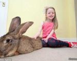 بزرگترین خرگوش دنیا را ببینید + عکس
