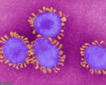 مدل سازی مکانیزم عفونت کروناویروس برای نخستین بار