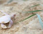 عکس/ تصاویری از تولد بچه لاکپشت زال در سواحل استرالیا