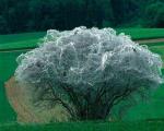 تنیدن تارهای ابریشم بر درختی در سوئیس
