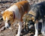 دولت بررسی می‌کند؛ قانونی برای حمایت از حیوانات ولگرد و بی‌سرپرست