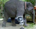 فیلی با یک پای مصنوعی