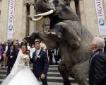 اقدام عجیب و خاص یک عروس در مراسم ازدواجش و سوار فیل شدن!! عکس