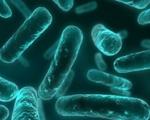 همه آنتی‌بیوتیک‌های جهان روی این باکتری بی‌اثرند/دنیا به «روز قیامت آنتی‌بیوتیکی» نزدیک می‌شود؟
