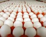افزایش ۲۰ درصدی صادرات مرغ و تخم مرغ در 9 ماه اول امسال