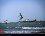 عکس/ زیبایی های خلیج فارس