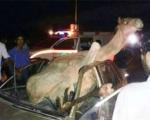 یک کشته در تصادف خودرو با شتر در جاده ایرانشهر