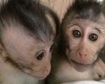 میمون‌ها راز اوتیسم را برملا می کنند