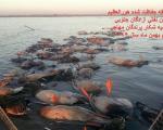 کشتار بی‌رحمانه پرندگان مهاجر در هورالعظیم + فیلم و تصاویر