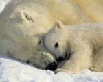 عکس/ تصاویر بامزه به مناسبت روز جهانی «خرس قطبی»