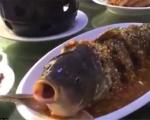 زنده‌ شدن ماهی در ظرف غذا! (+عکس)