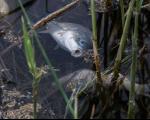 افزایش ماهیان مهاجم یکی از مشکلات حوضه های آبی کشور