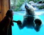 4گوشه دنیا/ شب خود را در این هتل در کنار خرس قطبی بگذرانید!