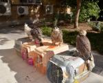 مدیرکل حفاظت محیط زیست خوزستان از دستگیری دو تبعه خارجی و کشف محموله قاچاق پرندگان شکاری خبر داد