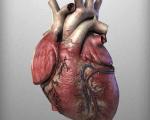 مقاله کامل و جالب درباره قلب