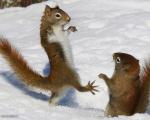 عکس/ برف بازی سنجاب ها