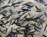 8.2 میلیون  قطعه بچه ماهی در مزارع شیلات اردل ذخیره سازی شد