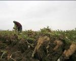 کشاورزان خراسان شمالی 65 هزار تن چغندرقند تحویل کارخانه قند دادند