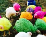 مزرعه‌داری که حیواناتش را رنگ می‌کند (+عکس)