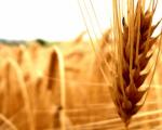 400 تن بذر گندم بین کشاورزان جنوب کرمان توزیع شد
