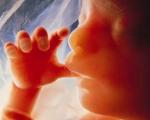 بارداری/ خون سازی در دوران جنینی