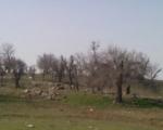 اینجا دینارکو در آبدانان استان ایلام