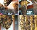 4گوشه دنیا/ موزه زنبورها در اسپانیا