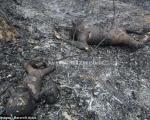 16+ عکس های تکان دهنده به آتش کشیدن اورانگوتانها