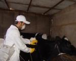 15 هزار راس دام سنگین در قزوین علیه بیماری تب برفکی واکسینه شدند
