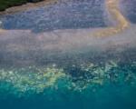 علت مرگ دیواره بزرگ مرجانی چیست؟