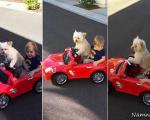 سگ باهوش راننده شخصی یک پسربچه! + تصاویر
