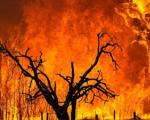 وسعت آتش سوزی در جنگل ام الدبس در غرب خوزستان 17 هكتار اعلام شد