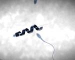 ساخت ربات هدایت‌کننده اسپرم برای درمان ناباروری