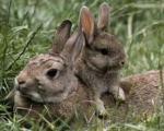 چهار شکارچی متخلف غیربومی خرگوش در زنجان دستگیر شدند