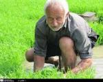 خزانه گیری شالی برنج با 12 روز زودتر در مازندران آغاز شد