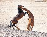 عکس/ جنگ اسب های جوان در صحرای نامیب در جنوب آفریقا