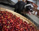 گران ترین قهوه جهان از مدفوع یك حیوان تهیه می شود +تصاویر