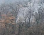آتش به پنج هزار مترمربع از جنگل های گالیکش خسارت زد