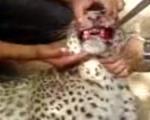 پوست کندن یوزپلنگ ایرانی در ملأعام + فیلم