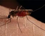 157 مورد ابتلاء به مالاریا در سیستان و بلوچستان شناسایی شد