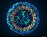 ویروس زیکا از نمای نزدیک