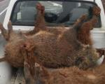 مرگ چهار راس گراز در سانحه رانندگی اسدآباد استان همدان