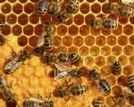 تولید 78 هزار تن عسل در کشور/ایران جایگاه هشتم جهان در تولید عسل را دارد