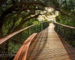 ساخت پلی برای گردش در میان درختان ۱۰۰ ساله+تصاویر