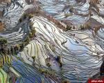 عکس/ شالیزار کاشت برنج در چین
