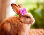 قصه کودکانه/ داستان زیبای چهار خرگوش کوچولو