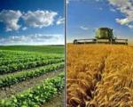 تصویب نرخ خرید تضمینی محصولات کشاورزی در شورای اقتصاد+قیمت‌ها