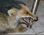 روباه های بازیگوش آرامش شهروندان مشهدی را بر هم زدند